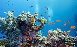 Los arrecifes de coral del Caribe podrían desaparecer para 2050, alerta la ciencia