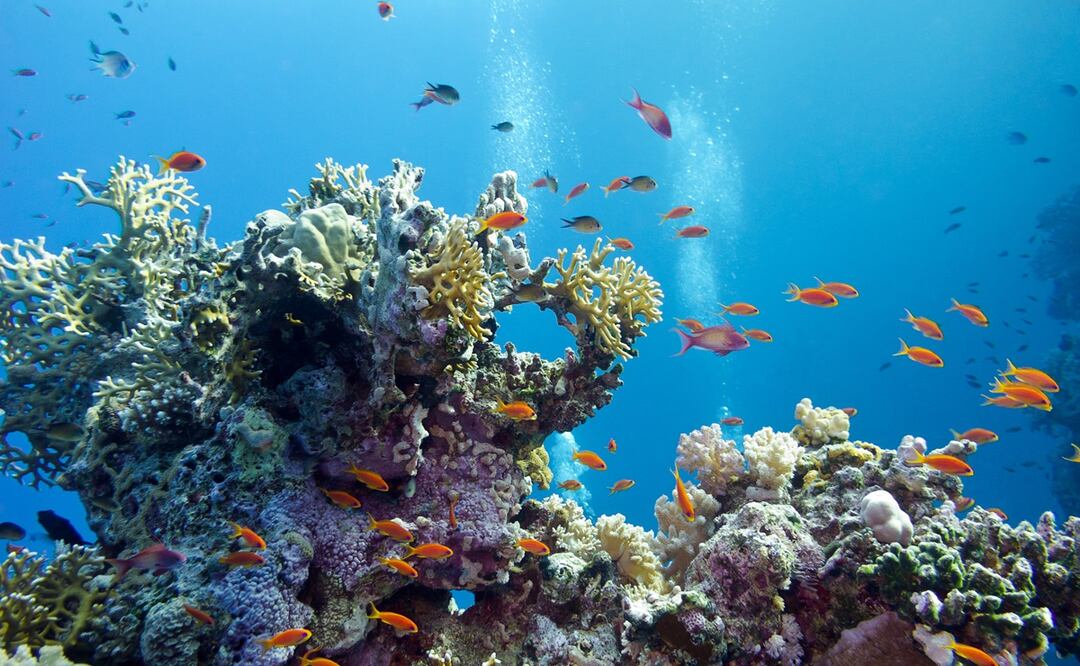 Arrecifes de coral en el Caribe podrían desaparecer por el calentamiento global. Foto:  iStock-mychadre77