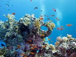 Los arrecifes de coral del Caribe podrían desaparecer para 2050, alerta la ciencia