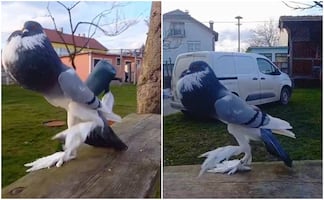 ¿Mutación o inteligencia artificial? Esto se sabe de la paloma gigante que se volvió viral