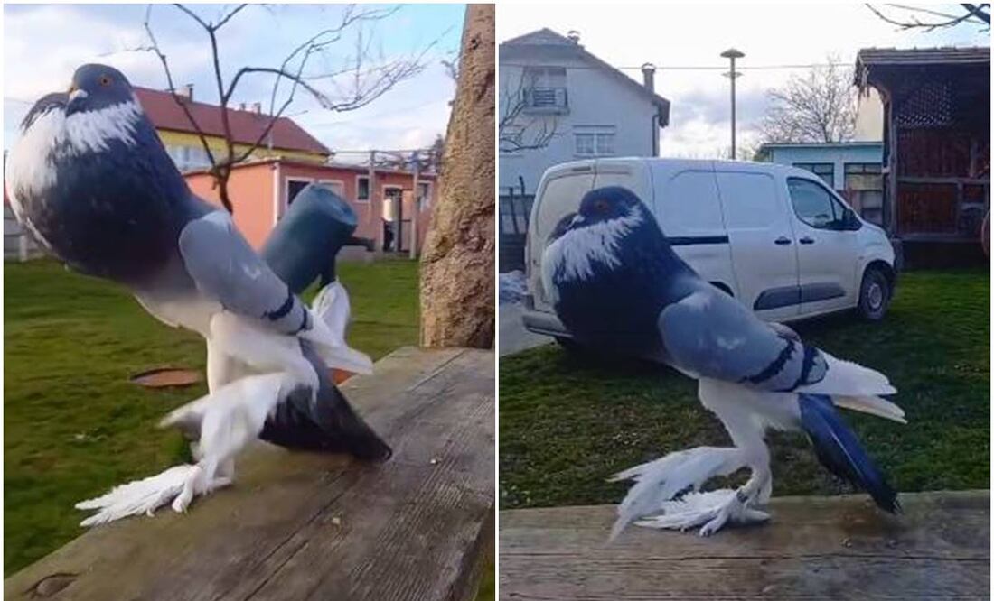 El breve video de la paloma gigante se volvió viral en TikTok