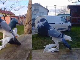 ¿Mutación o inteligencia artificial? Esto se sabe de la paloma gigante que se volvió viral