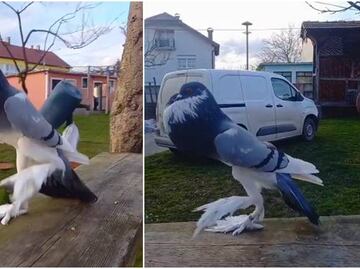 ¿Mutación o inteligencia artificial? Esto se sabe de la paloma gigante que se volvió viral