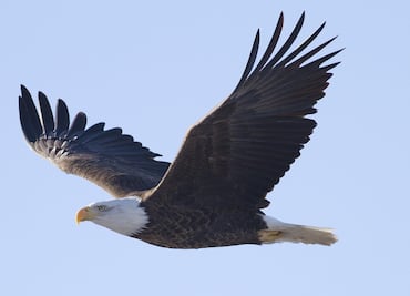 Águila derriba dron de 995 dólares operado por el gobierno en Michigan