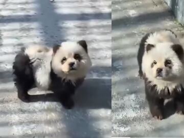 China lo vuelve a hacer; pinta perros y los hace pasar por pandas en zoológico. VIDEO