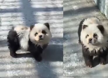 China lo vuelve a hacer; pinta perros y los hace pasar por pandas en zoológico. VIDEO
