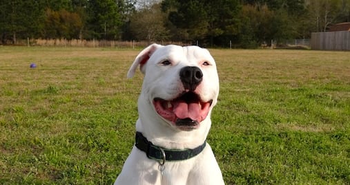 Aerolíneas no pueden prohibir pitbulls como animales de servicio