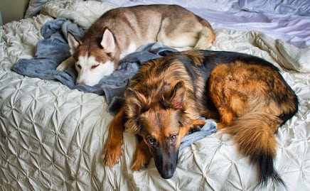 ¿Tu perro está sin energía, apático? Podría tener letargo