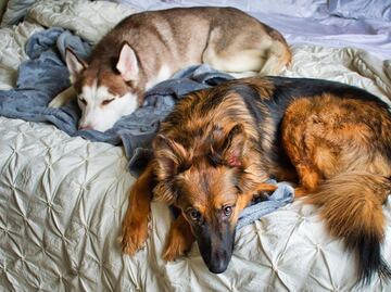 ¿Tu perro está sin energía, apático? Podría tener letargo