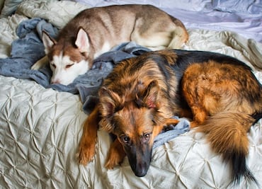 ¿Tu perro está sin energía, apático? Podría tener letargo