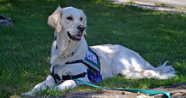 ¿Cómo viajar con perros de servicio en avión?