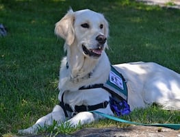 ¿Cómo viajar con perros de servicio en avión?