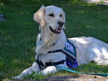¿Cómo viajar con perros de servicio en avión?
