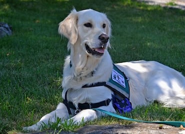 ¿Cómo viajar con perros de servicio en avión?