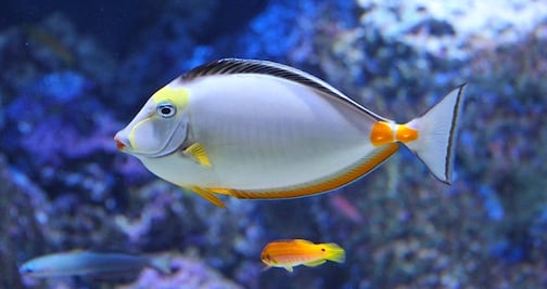 ¿Por qué deberías visitar el Acuario de Vancouver este otoño?