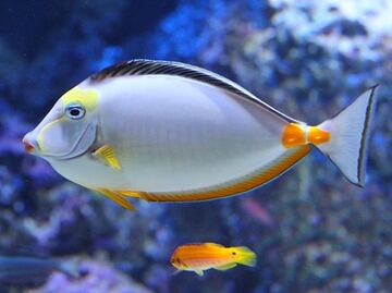 ¿Por qué deberías visitar el Acuario de Vancouver este otoño?