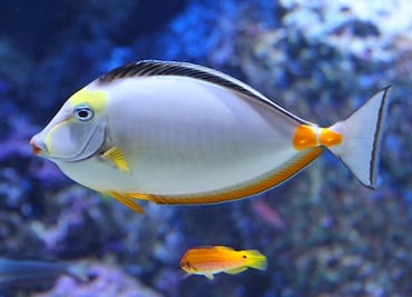 ¿Por qué deberías visitar el Acuario de Vancouver este otoño?