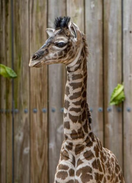 Nace tierna jirafa en Walt Disney World; la tercera en el año 