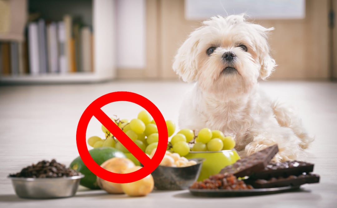 Alimentos que debe y que no debe comer un perro, según los expertos. Foto: ISTOCK-humonia