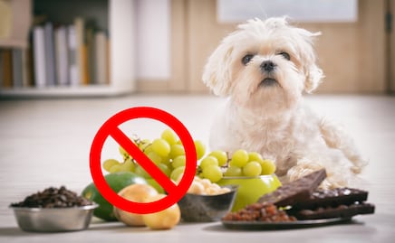 Alimentos que no deben comer los perros, según los expertos