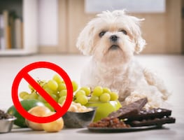 Alimentos que no deben comer los perros, según los expertos