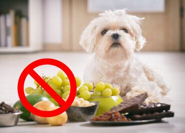 Alimentos que no deben comer los perros, según los expertos