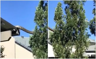 ¿Qué tan peligrosa es la serpiente pitón gigante como la que se vio en Australia?