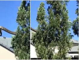 ¿Qué tan peligrosa es la serpiente pitón gigante como la que se vio en Australia?