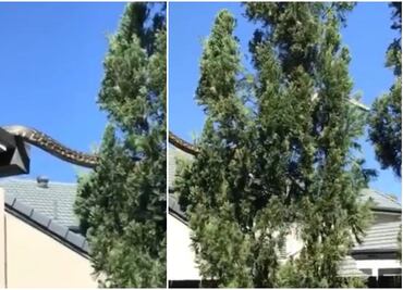 ¿Qué tan peligrosa es la serpiente pitón gigante como la que se vio en Australia?