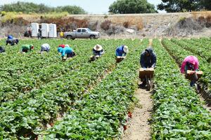 Buscan trabajadores agrícolas en Illinois: Este es el sueldo por hora y las actividades