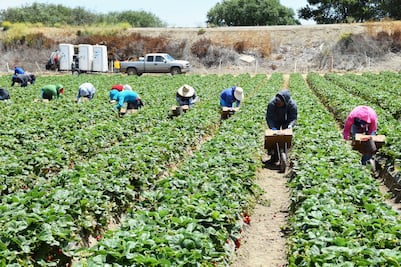 Buscan trabajadores agrícolas en Illinois: Este es el sueldo por hora y las actividades