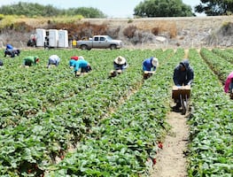 Buscan trabajadores agrícolas en Illinois: Este es el sueldo por hora y las actividades