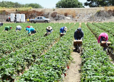 Buscan trabajadores agrícolas en Illinois: Este es el sueldo por hora y las actividades