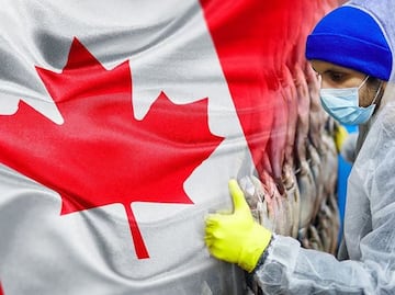Buscan mexicanos para trabajar en empresa de Canadá: Piden primaria y pagan $34,300