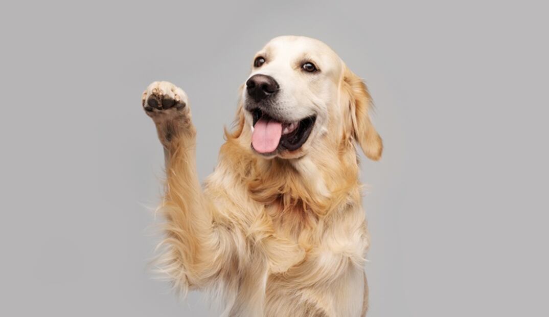 Estas son 8 razas de perros ruidosas, según los expertos. ¿Tienes una de ellas? Foto: iSTOCK-Zheka-Boss