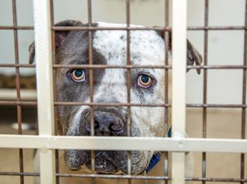 Rescatan a 120 perros “maltratados y torturados”; los usaban para peleas clandestinas