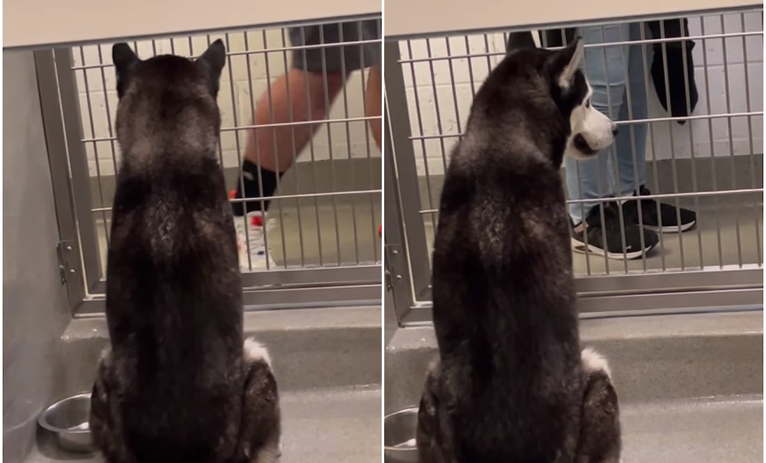 Perro husky conmueve corazones tras ser ignorado por posibles dueños en refugio de animales. Foto: Instagram
