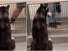 Perro husky conmueve corazones tras ser ignorado por posibles dueños en refugio de animales