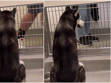 Perro husky conmueve corazones tras ser ignorado por posibles dueños en refugio de animales