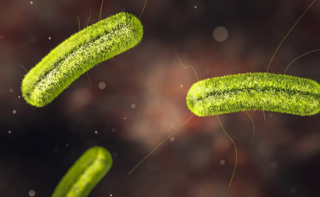 La bacteria llamada listeria provoca la listeriosis. Foto: Istock / CIPhotos