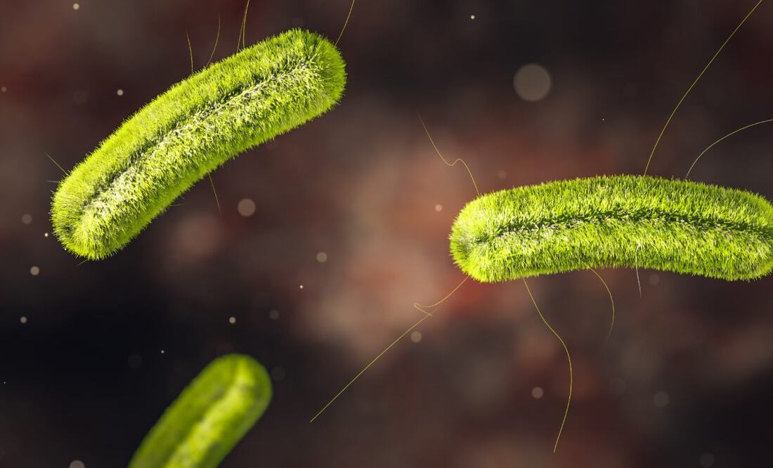 La bacteria llamada listeria provoca la listeriosis. Foto: Istock / CIPhotos