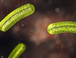 ¿Qué es la listeria, la bacteria de las malteadas contaminadas que mataron a tres en Tacoma, Estados Unidos?