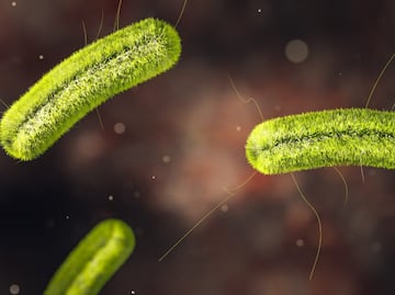 ¿Qué es la listeria, la bacteria de las malteadas contaminadas que mataron a tres en Tacoma, Estados Unidos?