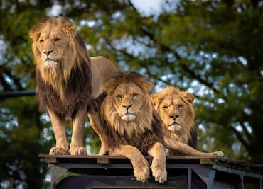 Datos para visitar el Zoológico de Oakland en California