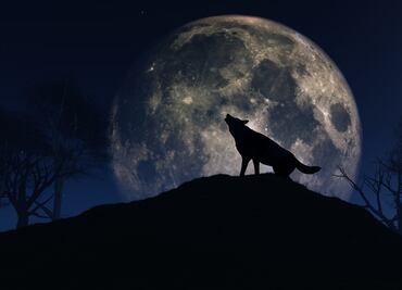 Luna llena del Lobo y lluvia de meteoritos Cuadrántidas; los eventos astronómicos imperdibles de enero