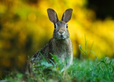 'Virus mortal del conejo' se extiende en Estados Unidos, alertan