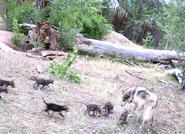 Nacen 7 cachorros de lobo gris mexicano en zoológico de Albuquerque