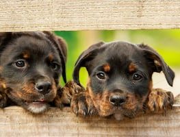 Enfermedad "no identificada" mata decenas de perros en Michigan