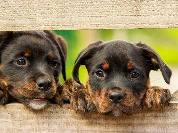 Enfermedad "no identificada" mata decenas de perros en Michigan