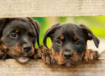 Enfermedad "no identificada" mata decenas de perros en Michigan